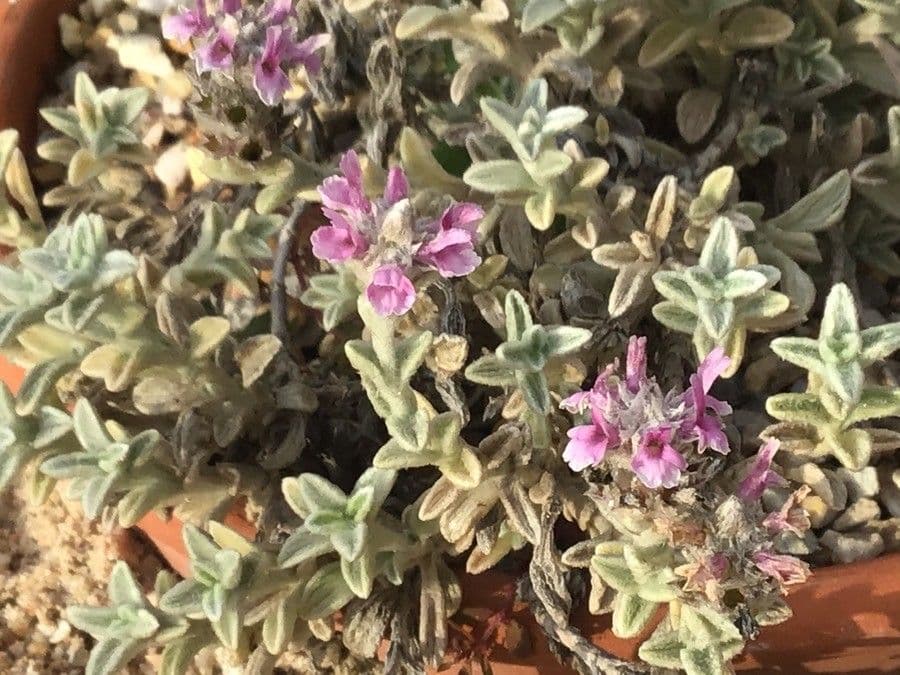 Sideritis