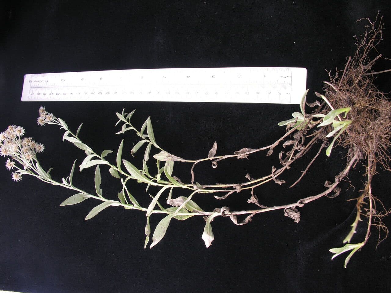 Anaphalis 11