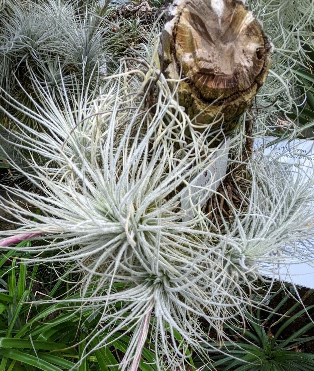 Tillandsia 4