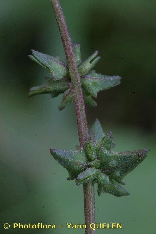 Atreplice erba-corona 21