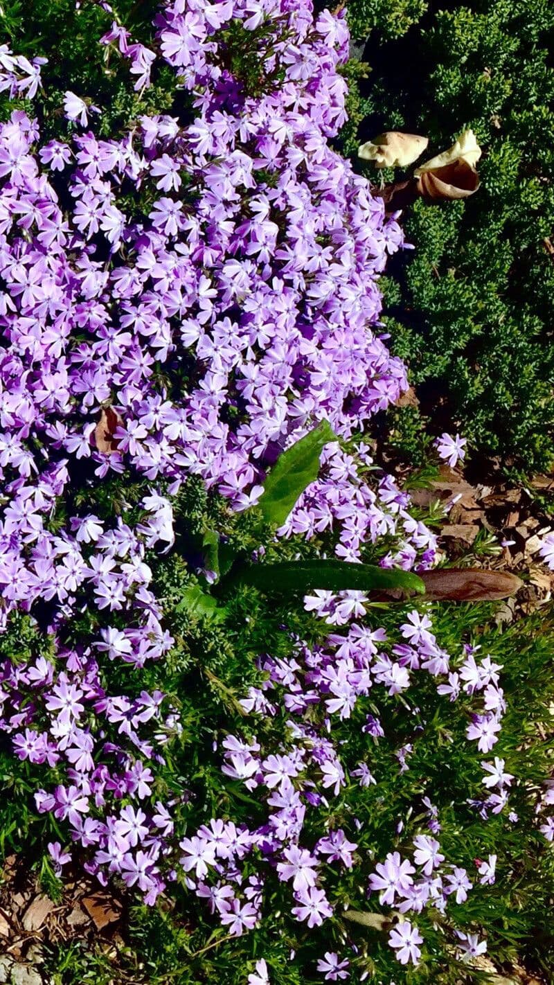 Phlox subulato 8
