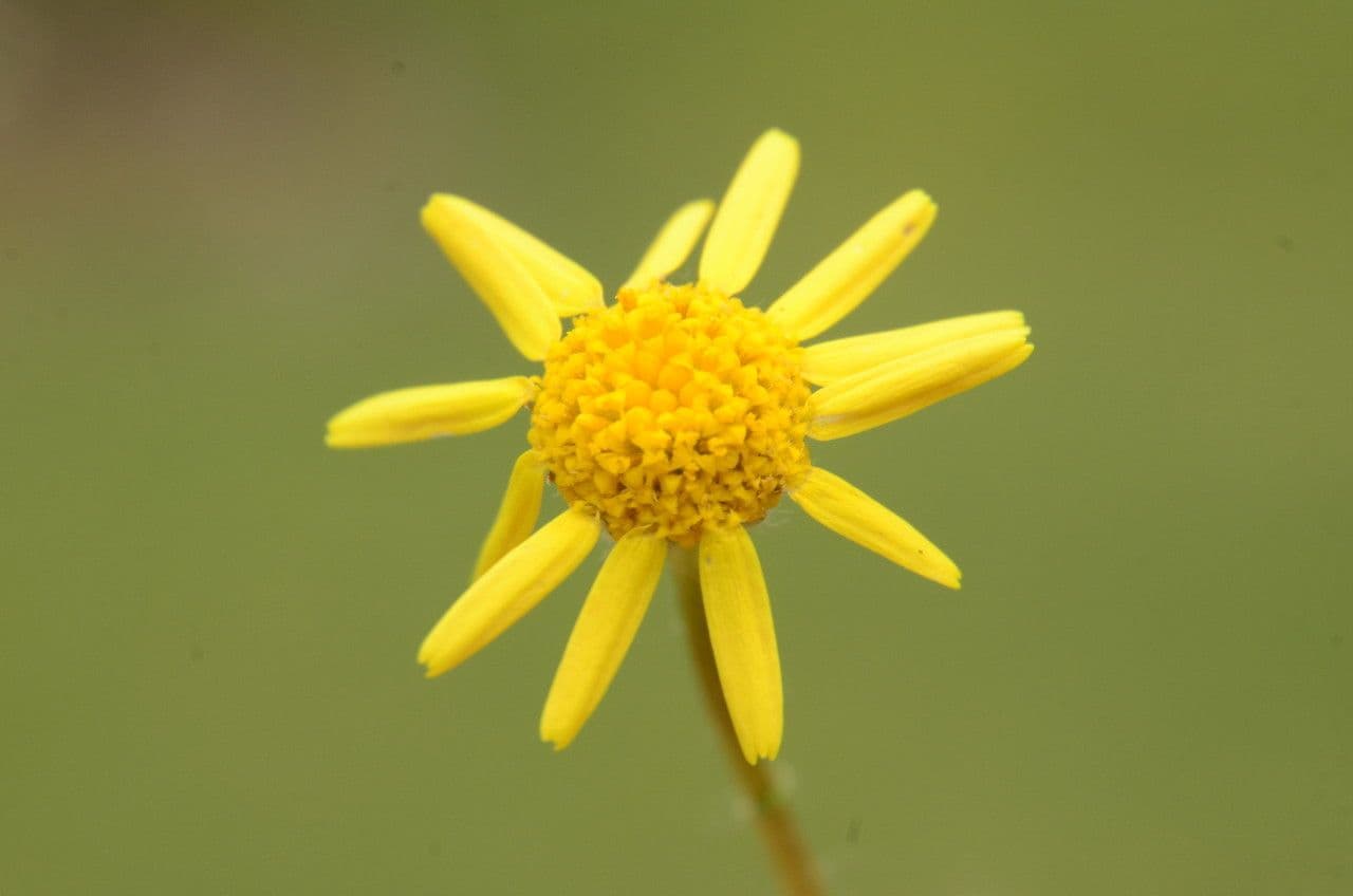 Senecio livido 5