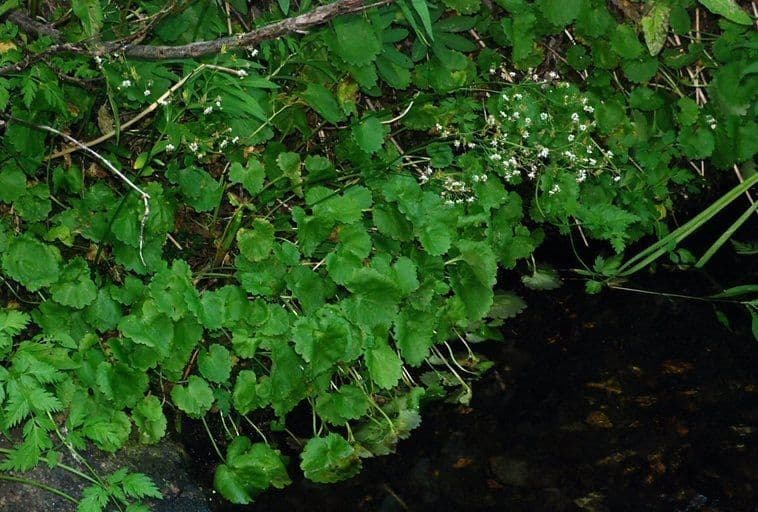 Zahnblättriges Steinbrech 8