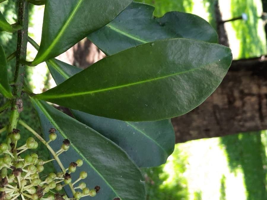 Ardisia 14
