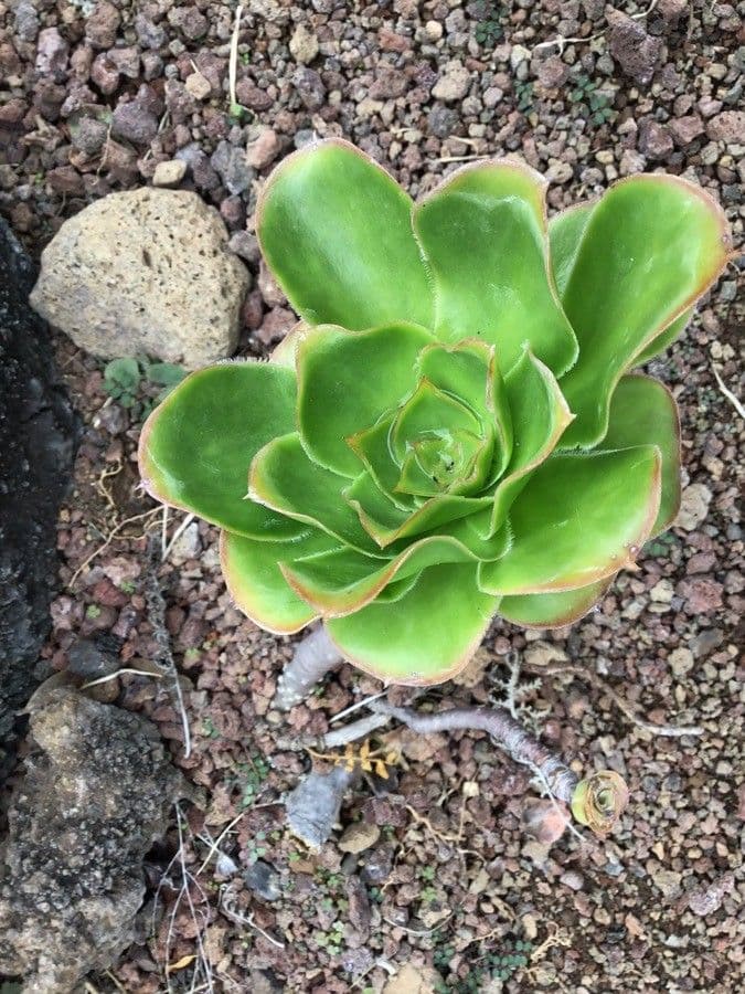 Aeonium ondulato 10