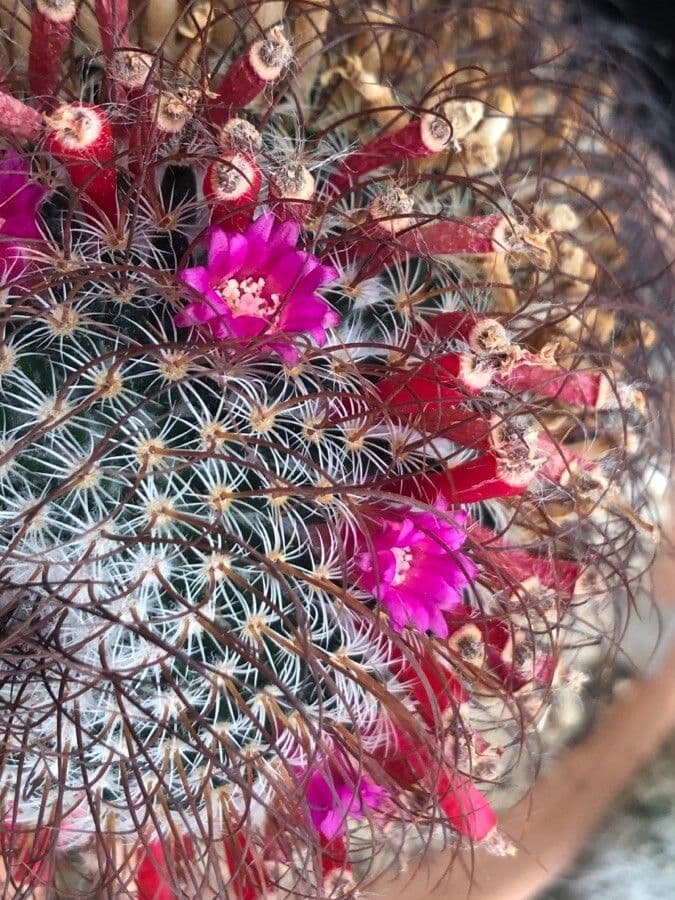 Huitzilopochtli-Kugel-Kaktus 6