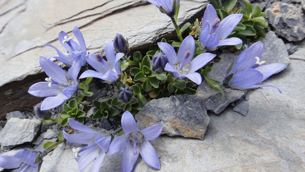 Campanula di Cenis 9