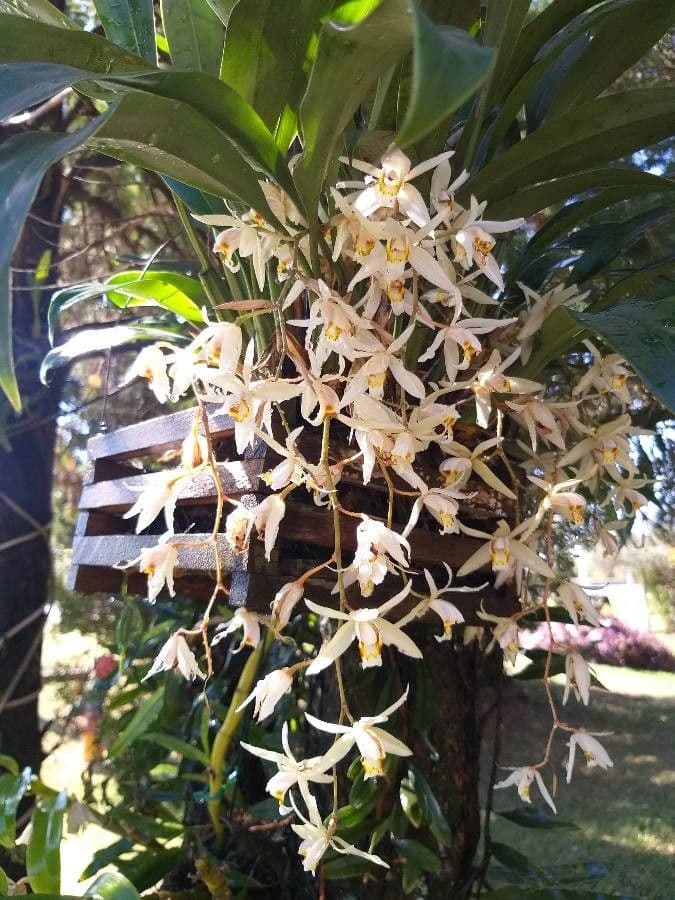Coelogyne viscosa 2