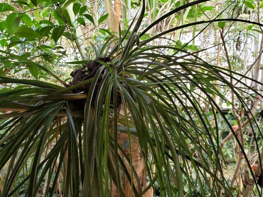 Fascicularia 15
