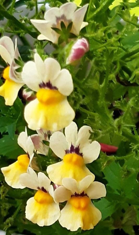 Nemesia 5