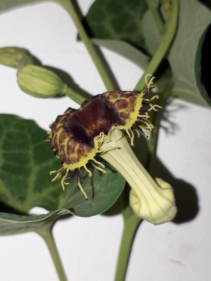 Pfeifenwinde 2