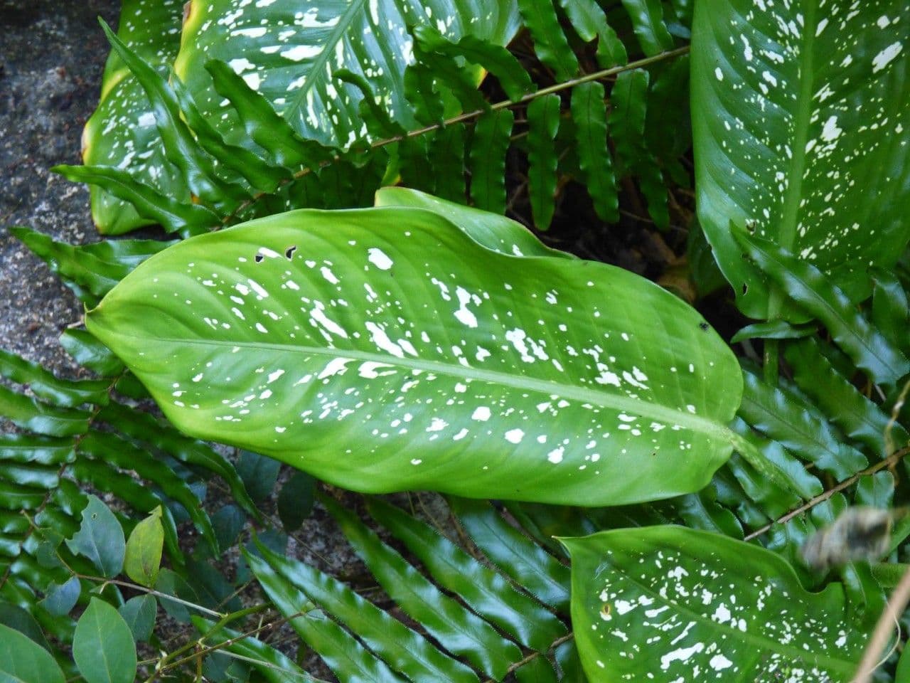 Dieffenbachia 18