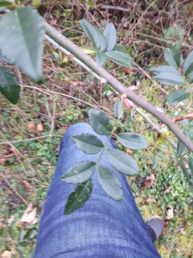 Weiche Rose 19