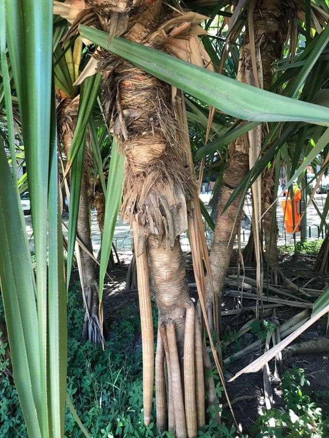 Pandanus tectorius 22