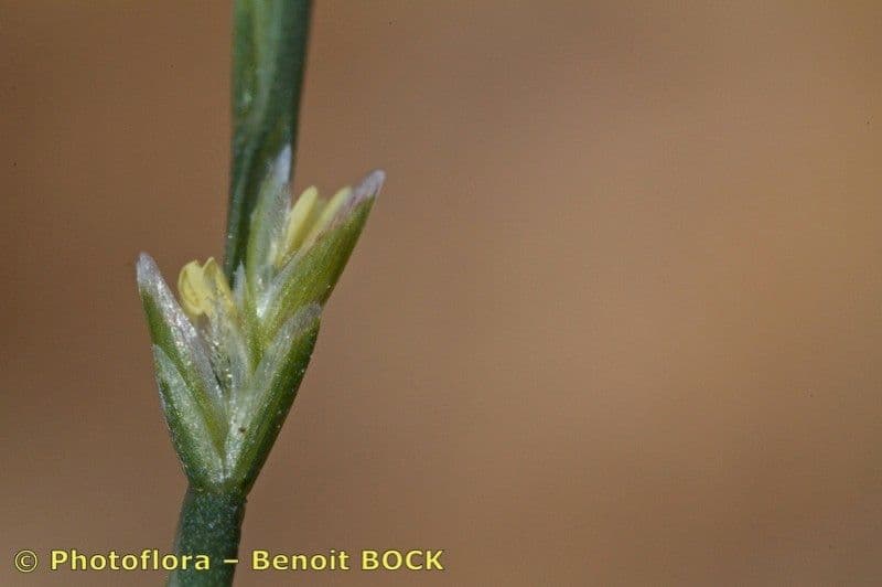 Festuca 2