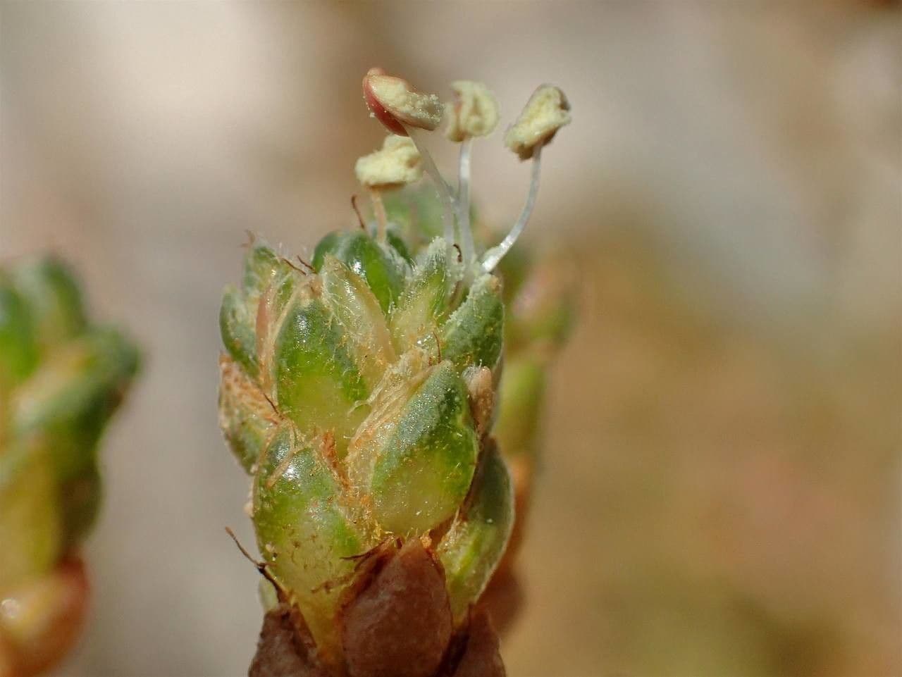 Camphorosma 3