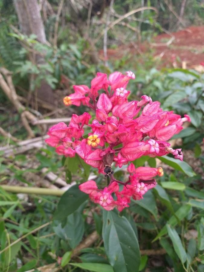 Fridericia