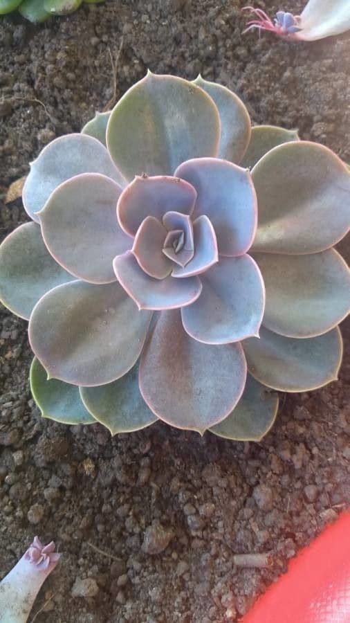 Echeveria 15