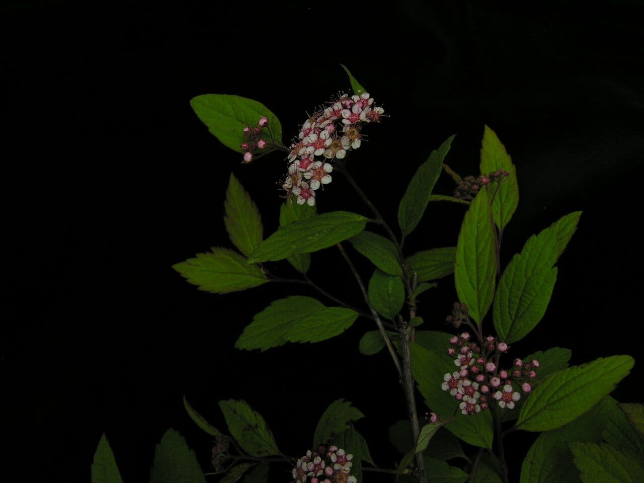 Spirea bella 4