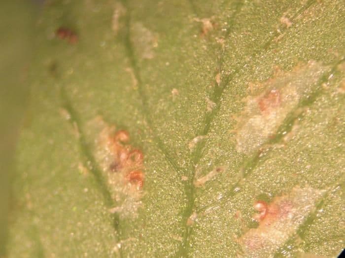 Deparia petersenii 8