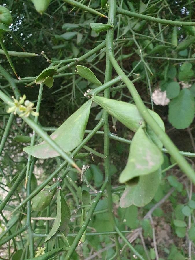 Dattier du désert 19