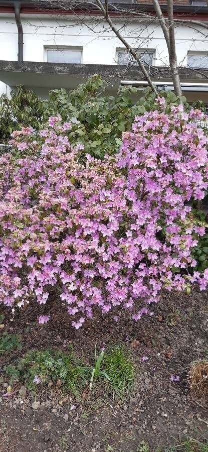 Frühblühender Thymian 16