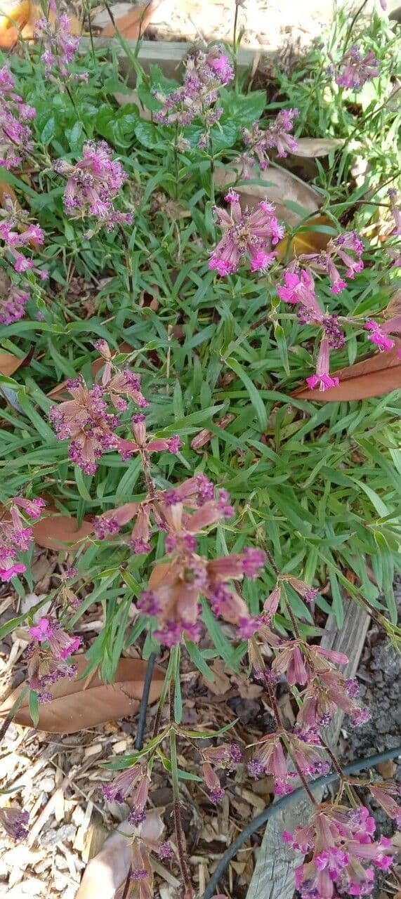 Silene viscido 9