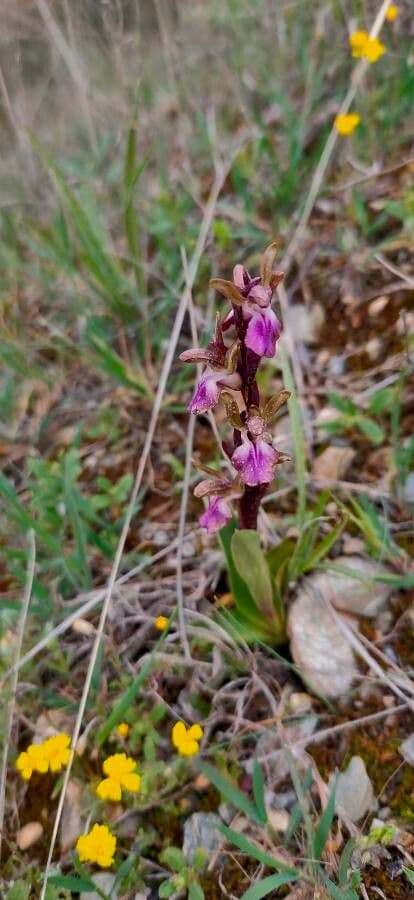 Orchide di collina 5