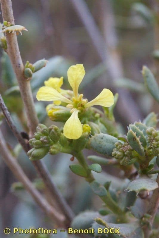 Falsa ginestra 3