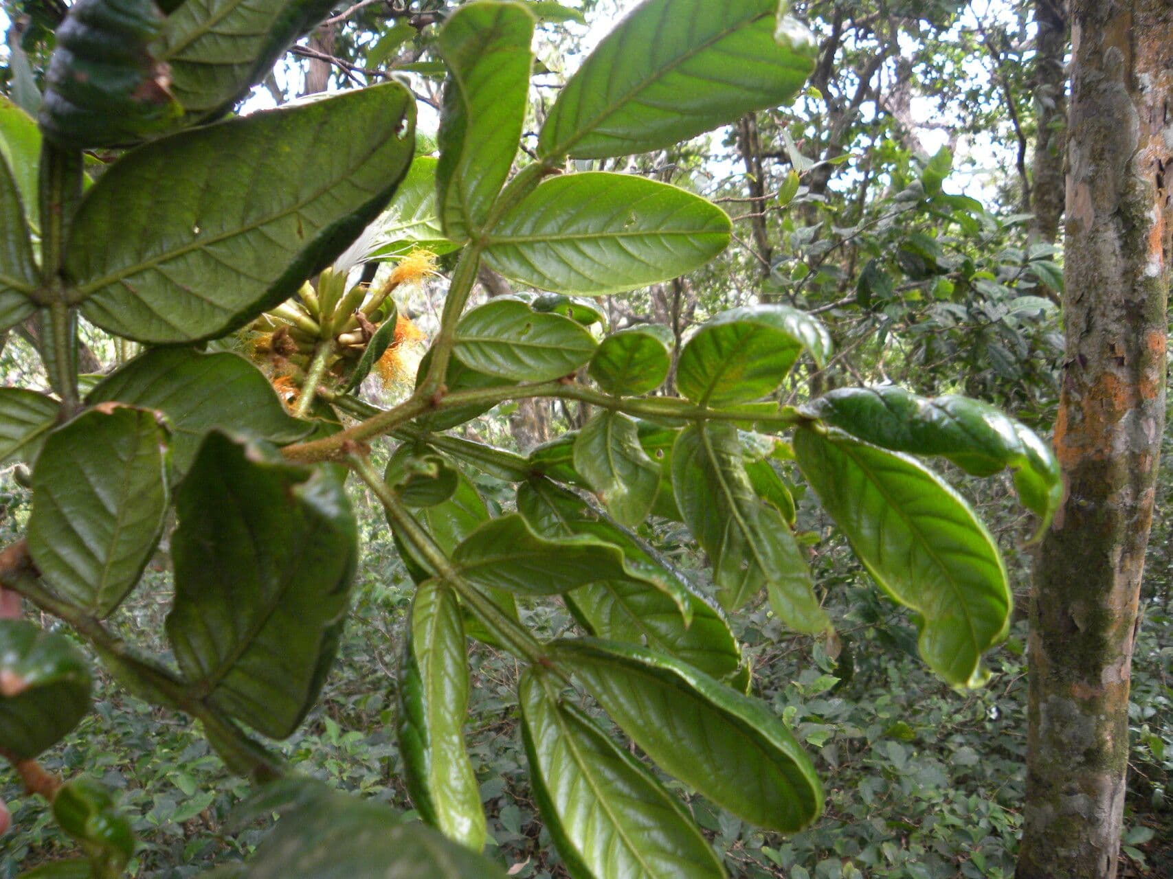 Inga 4