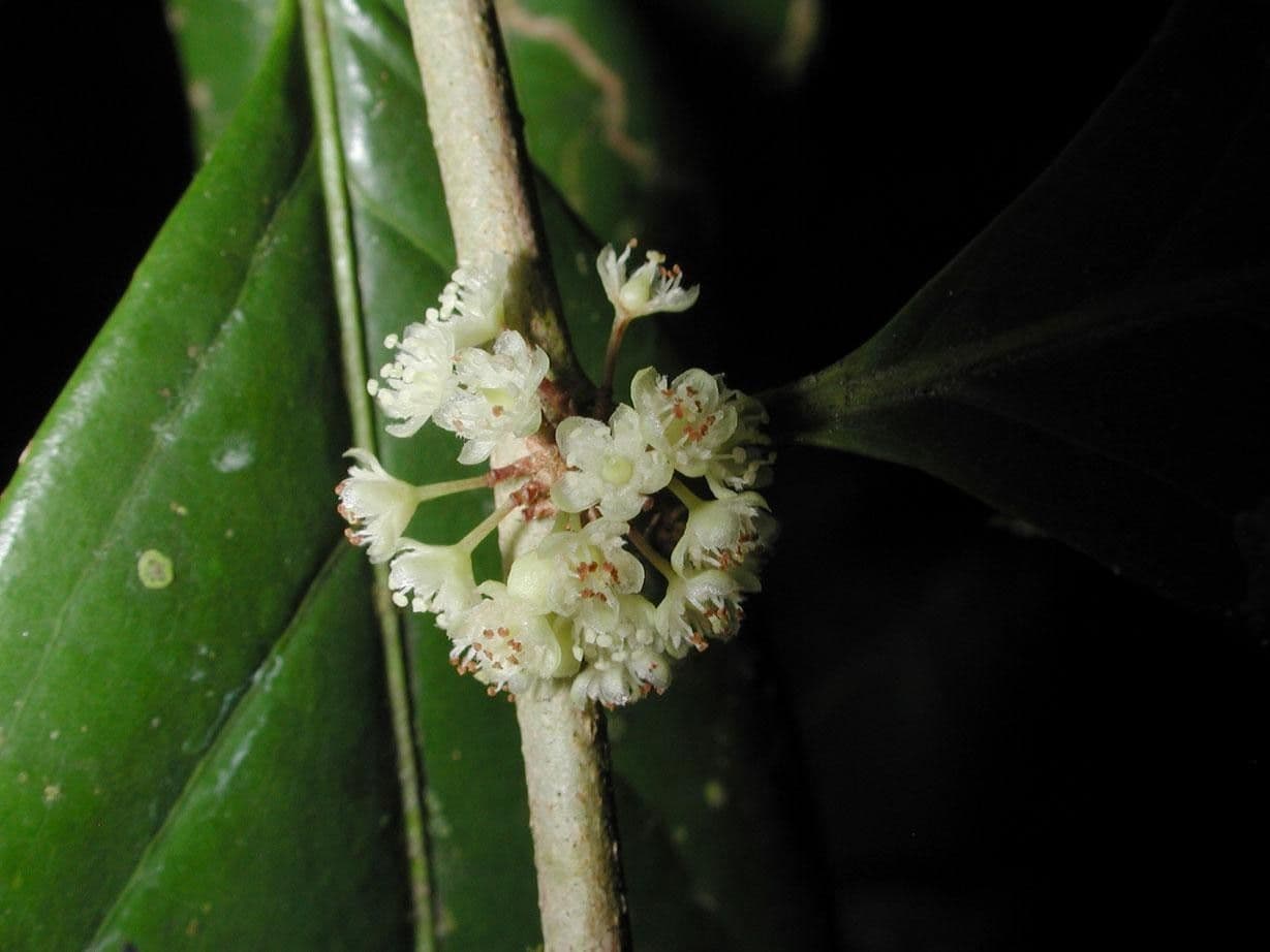 Casearia 6