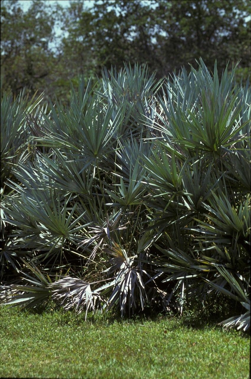 Serenoa