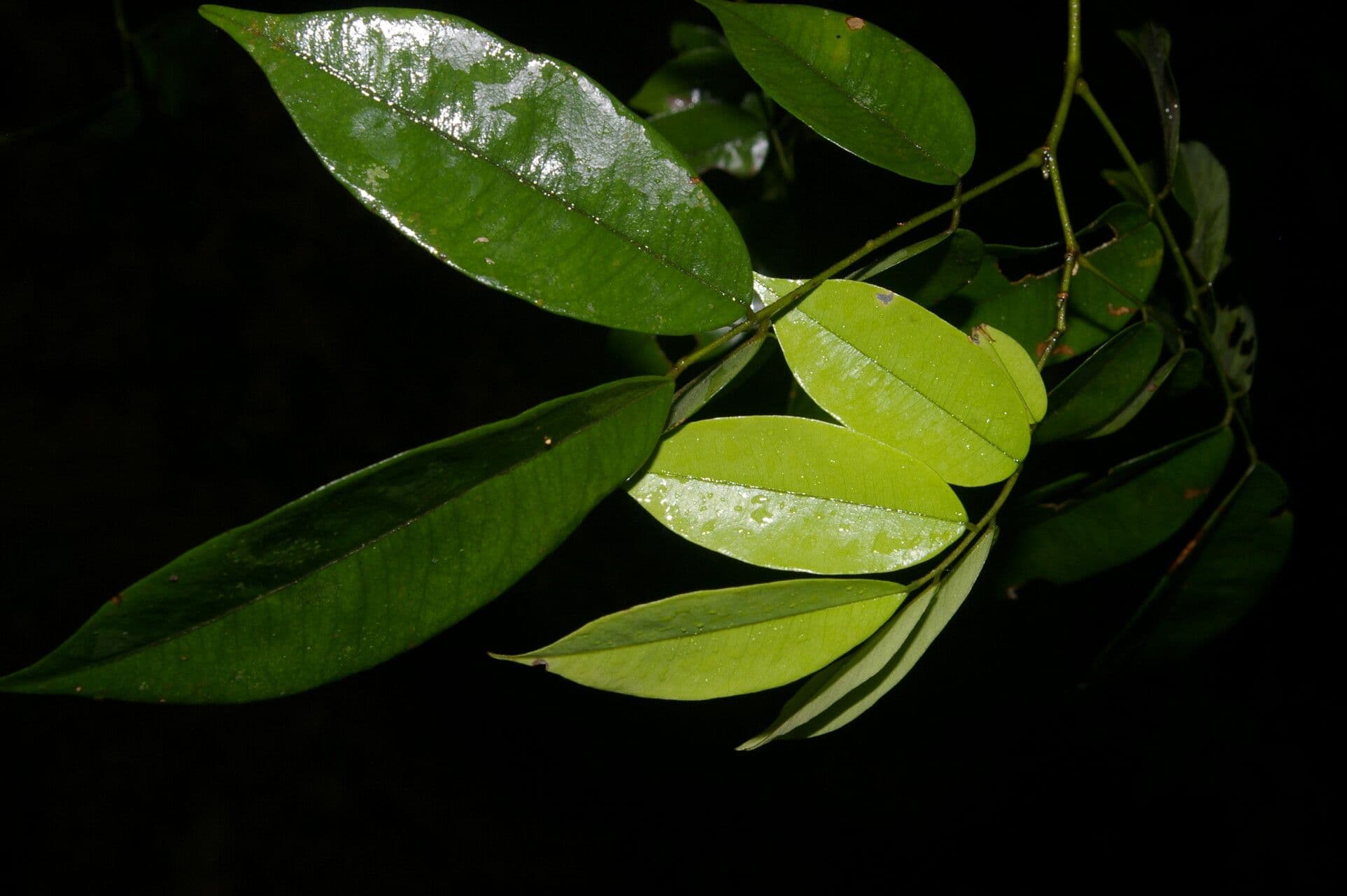 Machaerium leiophyllum 6