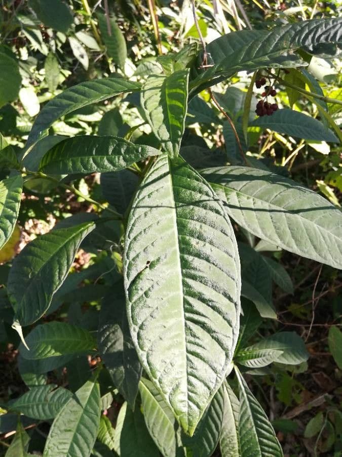 Psychotria nervosa 16
