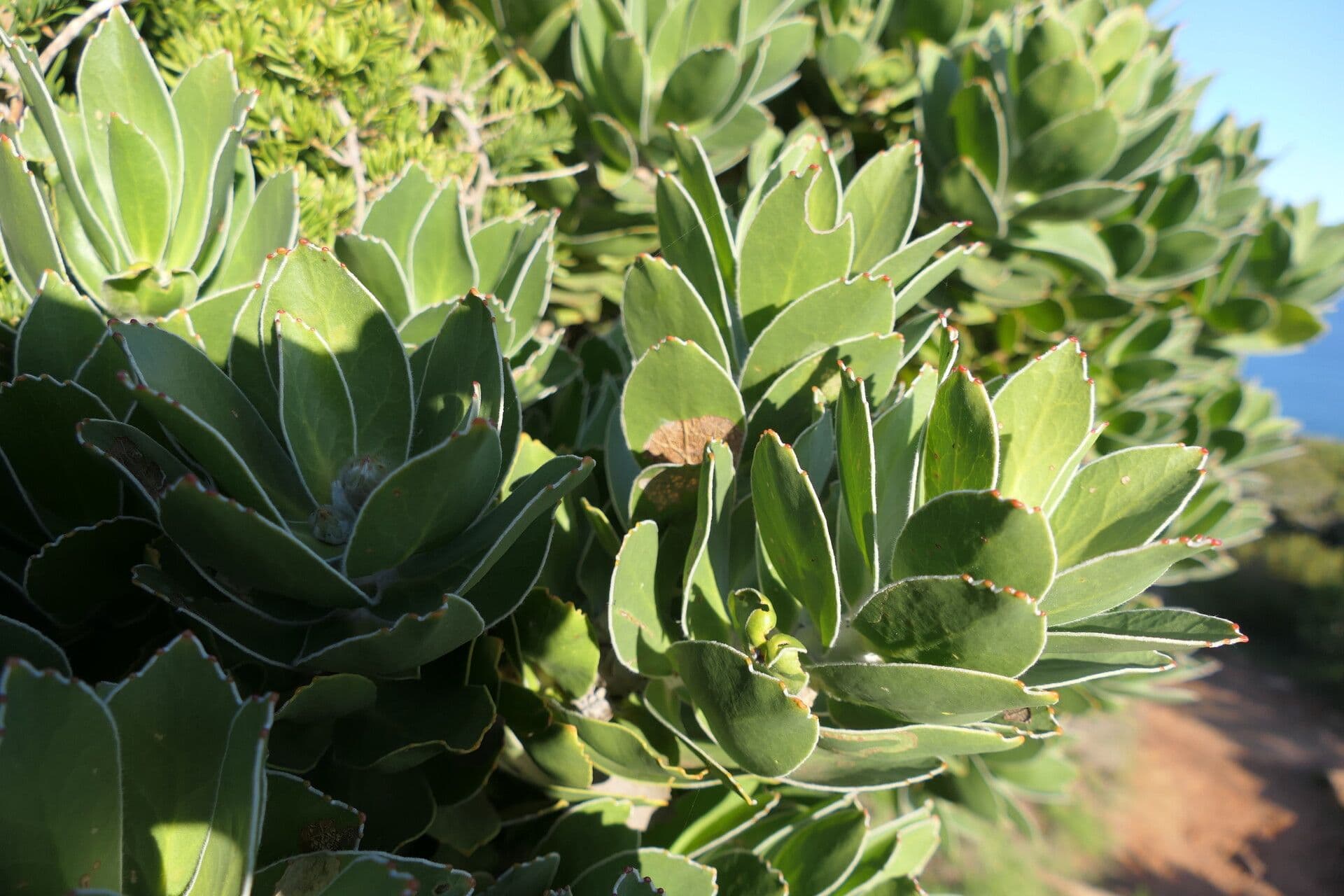 Leucospermum 4