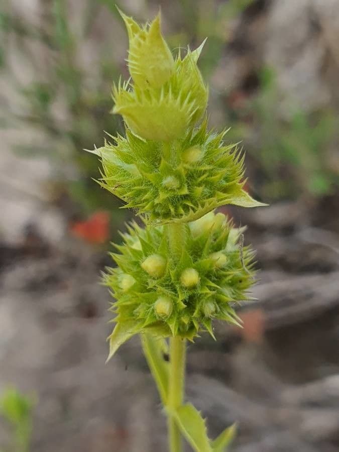 Sideritis hyssopifolia 2