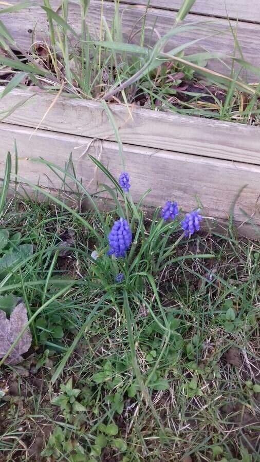 Szafirek miękkolistny 14