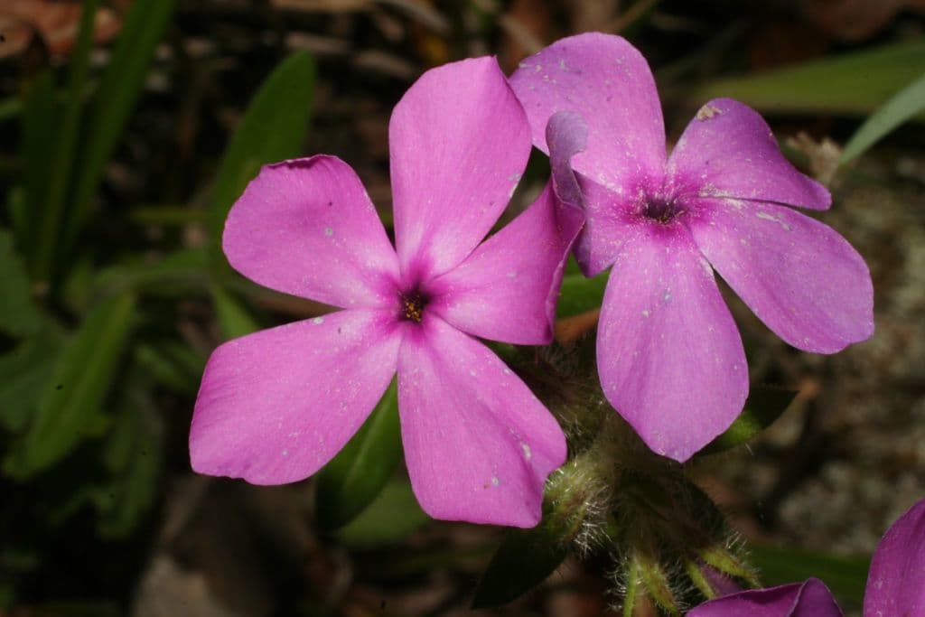 Flocos amoena