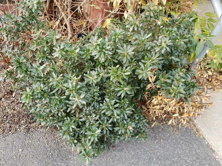 Daphne caucasica 3