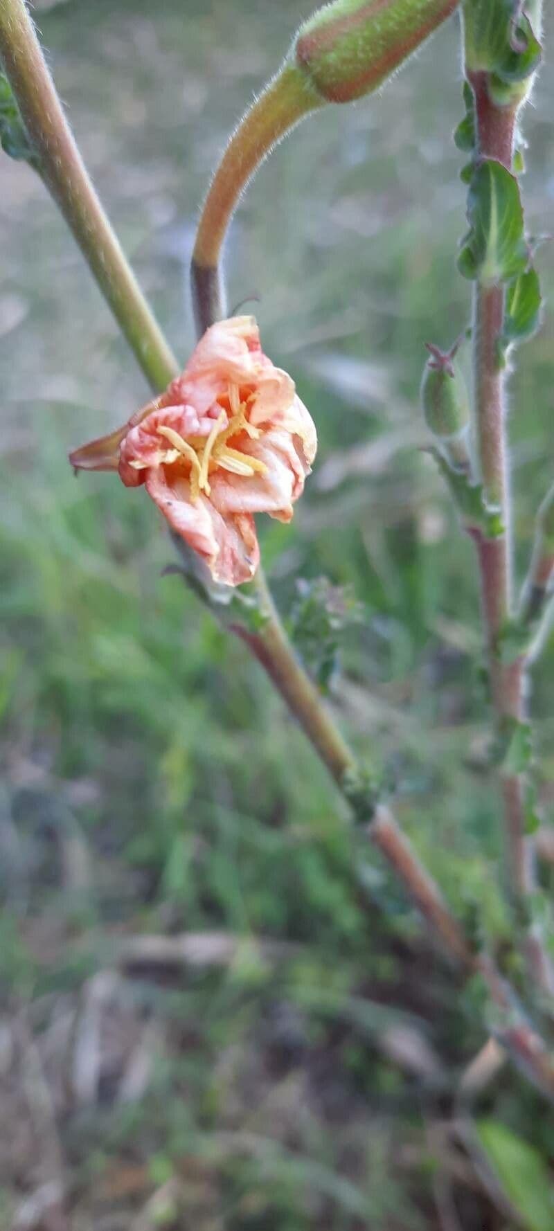 Enagra 5