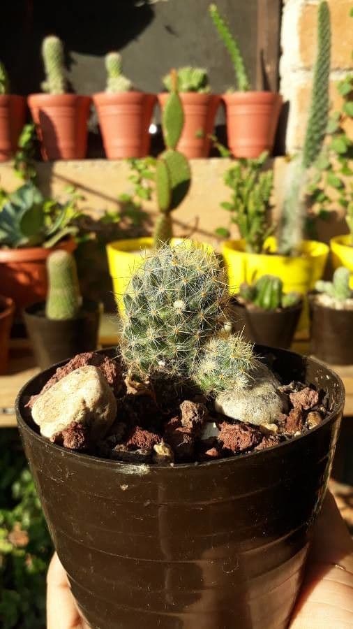 Cactus proliferante 23