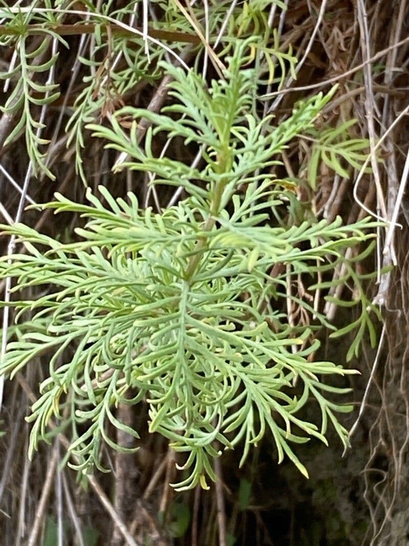 Chamomile-leaved Yarrow 11