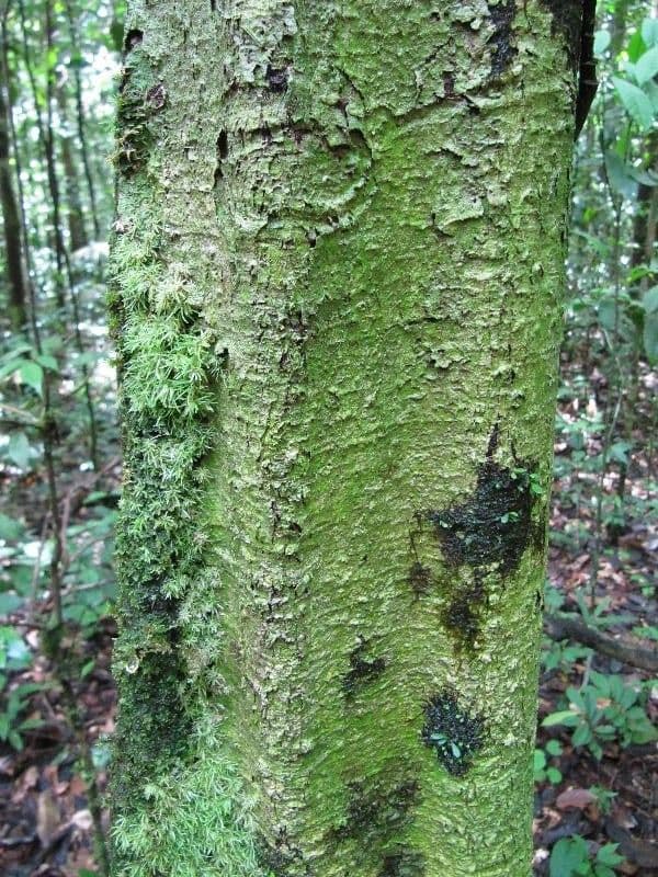 Sloanea 5