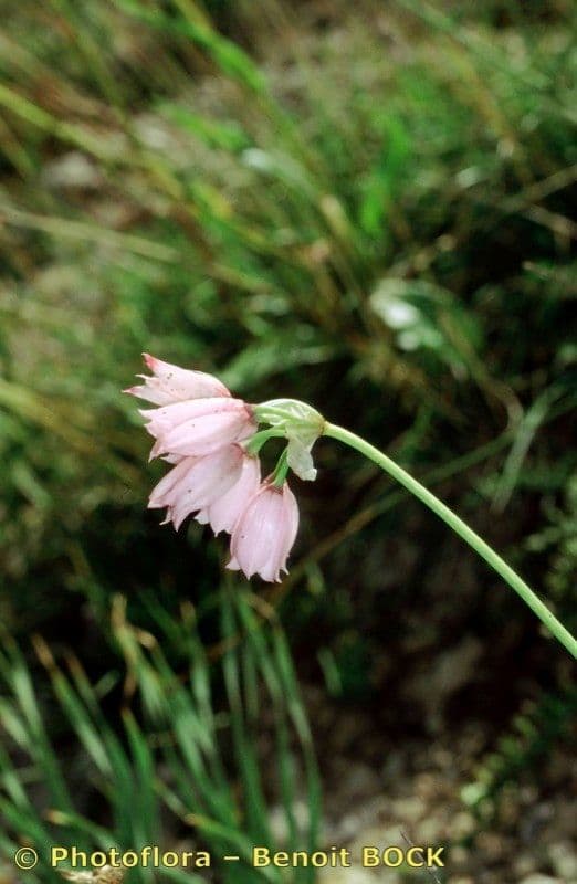 Aglio narciso 21