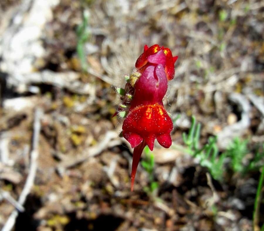 Linaria 5