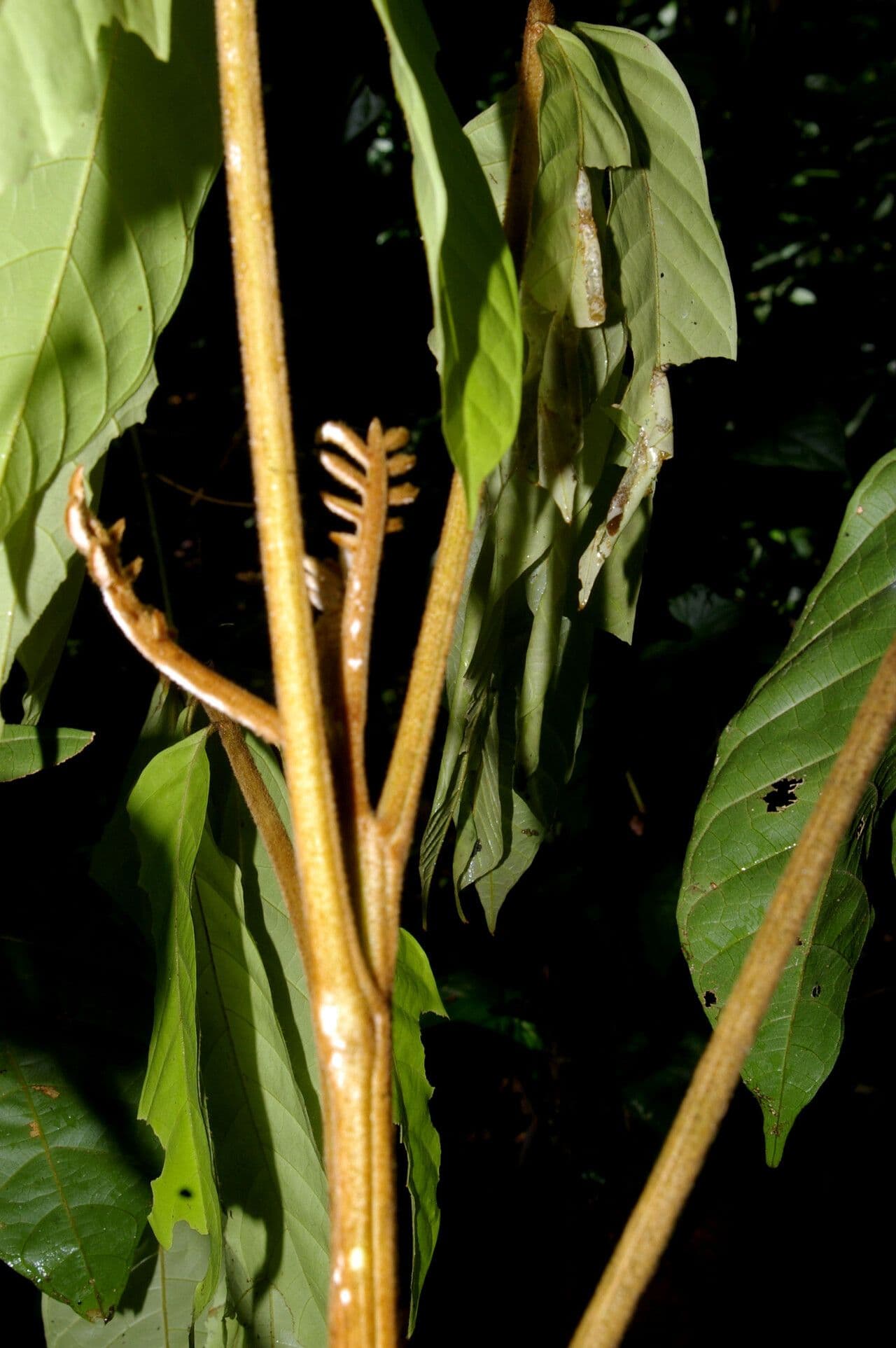 Cupania 2