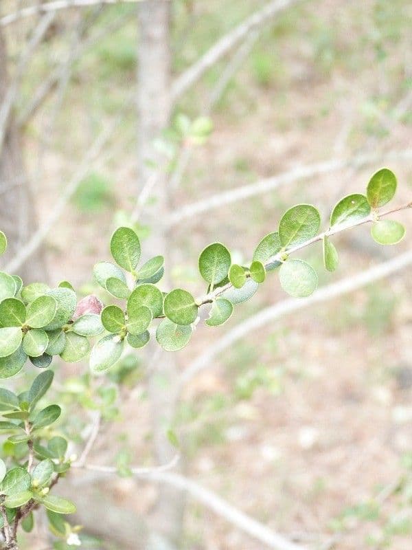 Fernelia 16