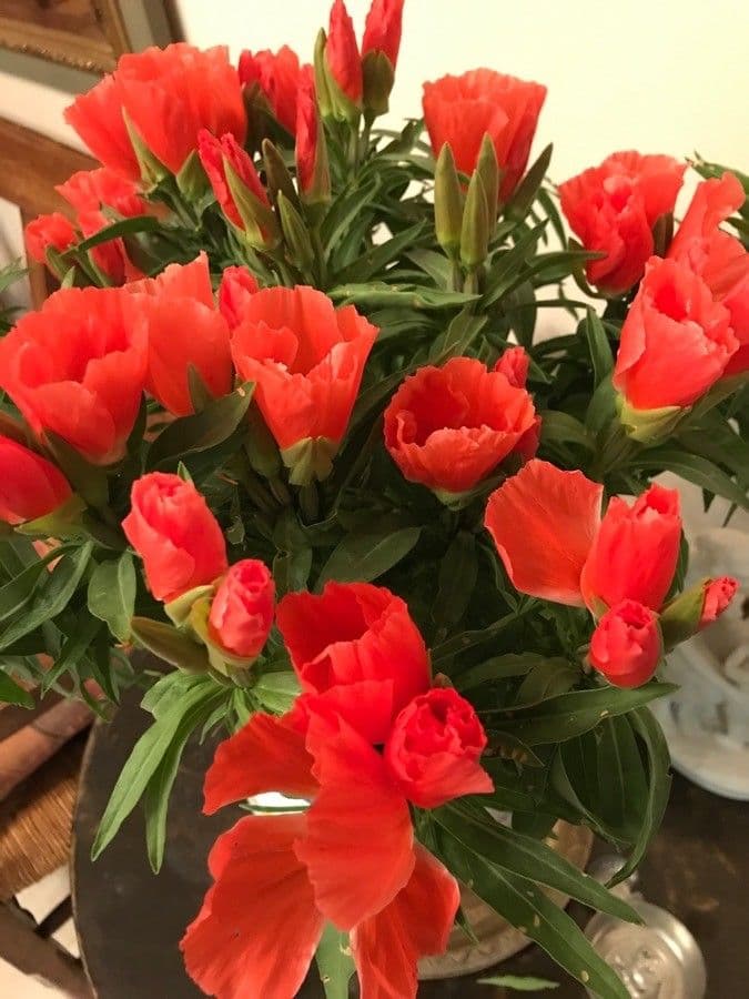 Clarkia amoena 27