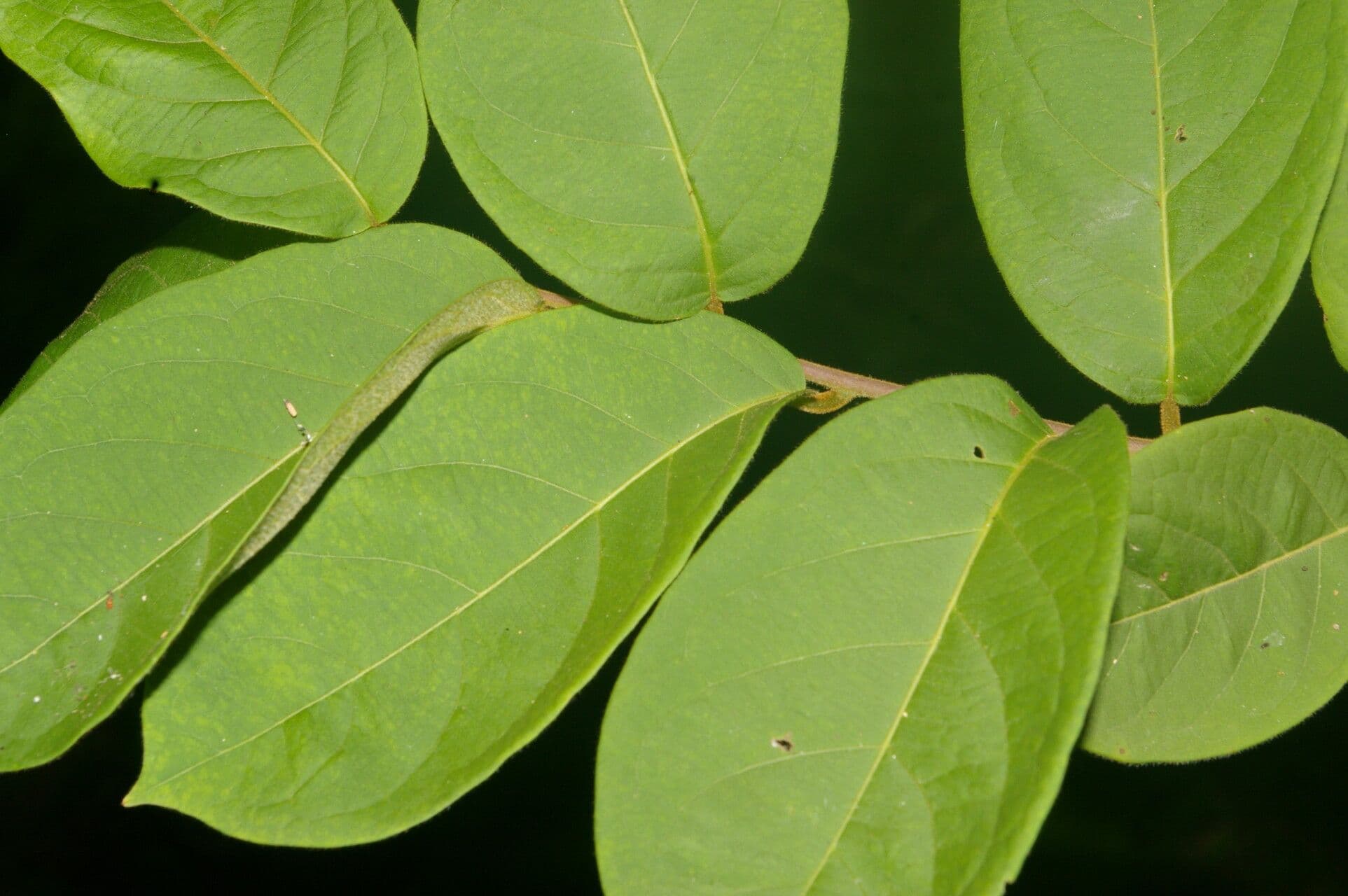Combretum