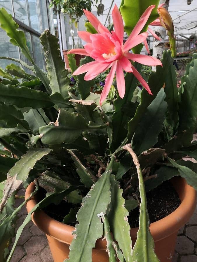Cactus 7
